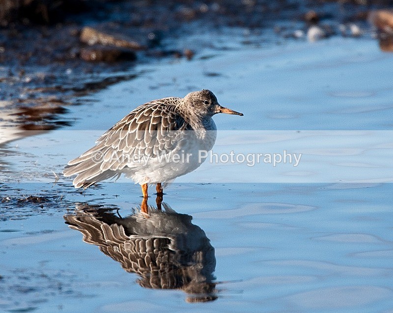 20081128-IMG_0855 124 - Ruff