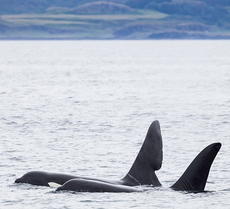 Orcas John Coe and Aquarius - ORCA, (Killer whales) Scotland( John Coe & Aquarius) & Icelandic Orcas