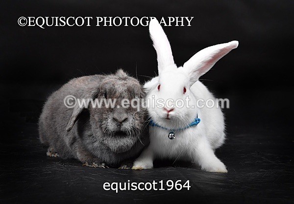 equiscot1964 - GIZMO & OSCAR