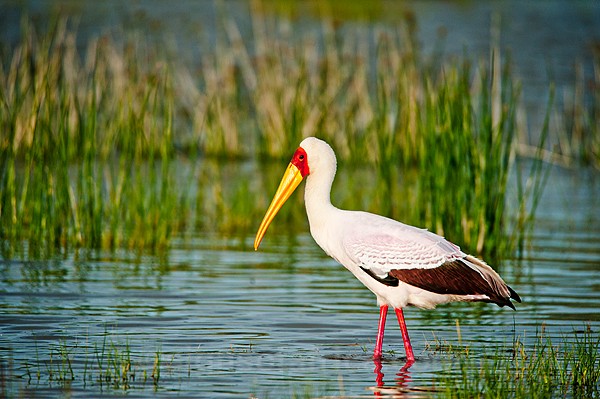 Yellow-Billed Stork, Elementaita, Kenya