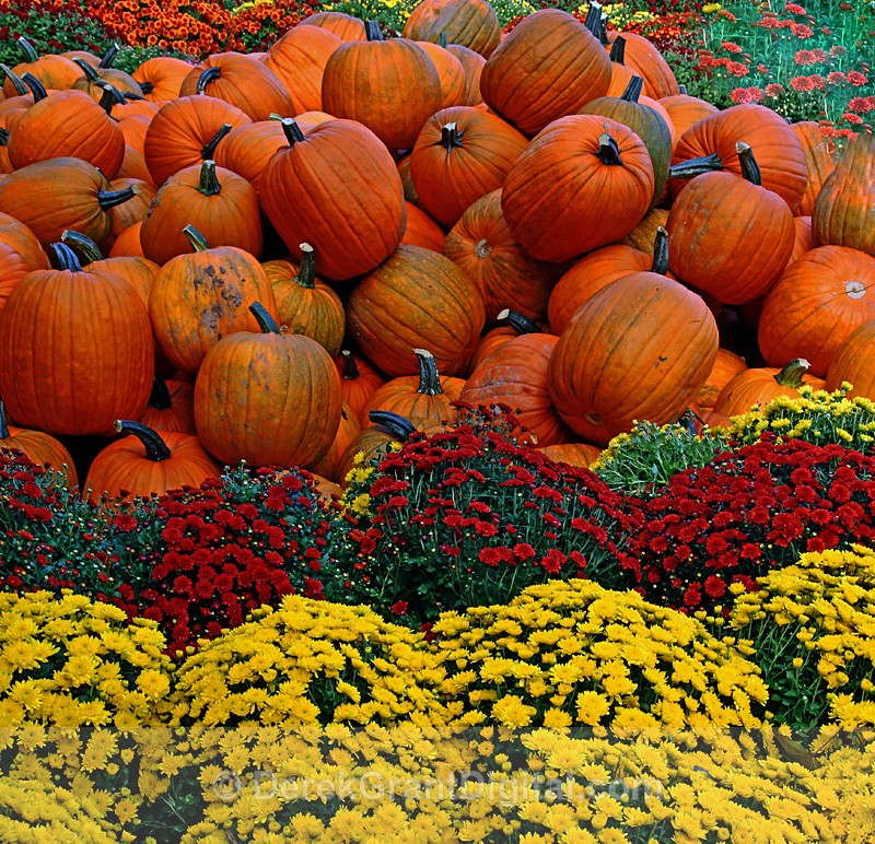 Harvest Tyme - Autumn Festival