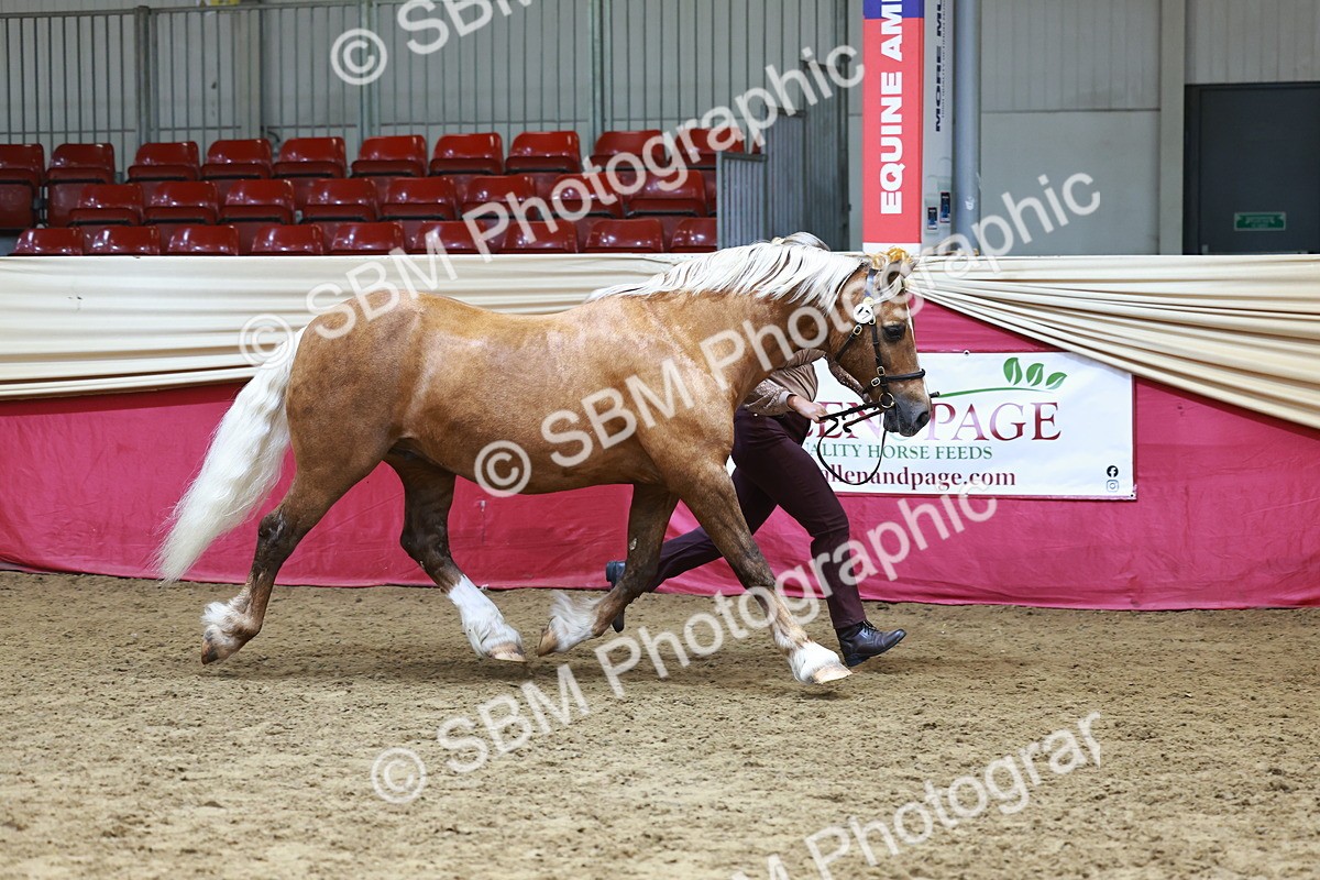 SBM_23207 - Class 903 - Supreme Final - IH Pre Vet