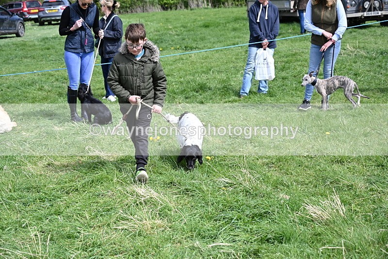 WJ6_9062 - Class 8 Best Working / Gun Dog or Bitch