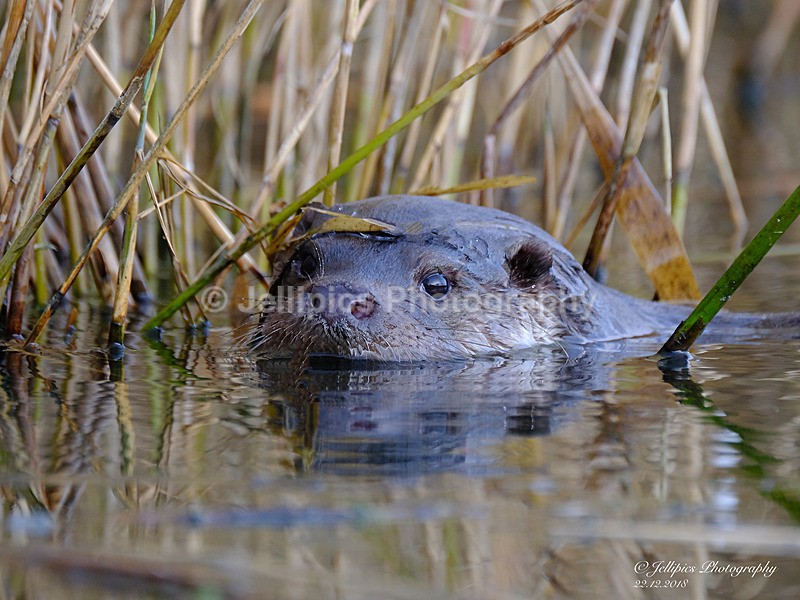  - Wildlife and Nature