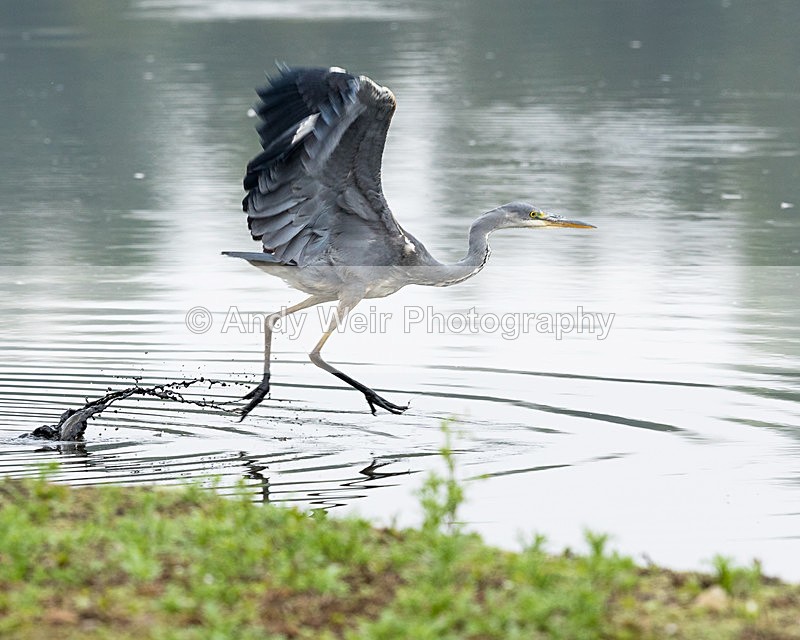 20150919-8E0A1110 - Grey Heron