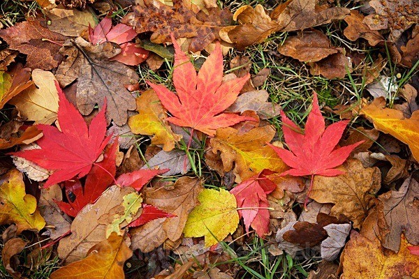  - Autumn