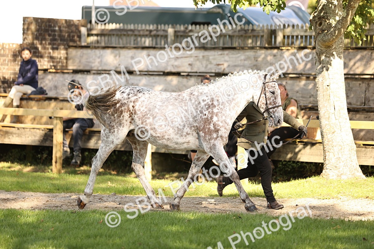SBM_26158 - S5 - Novice & Newcomers In Hand