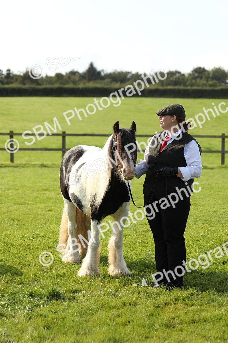 SBM_60981 - S43 - Coloured Pony In Hand