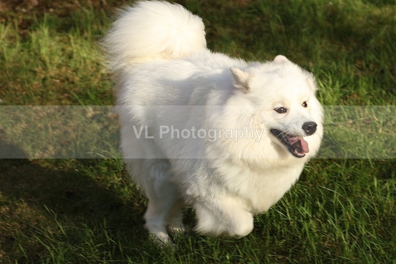 Samoyed - Animals and Birds