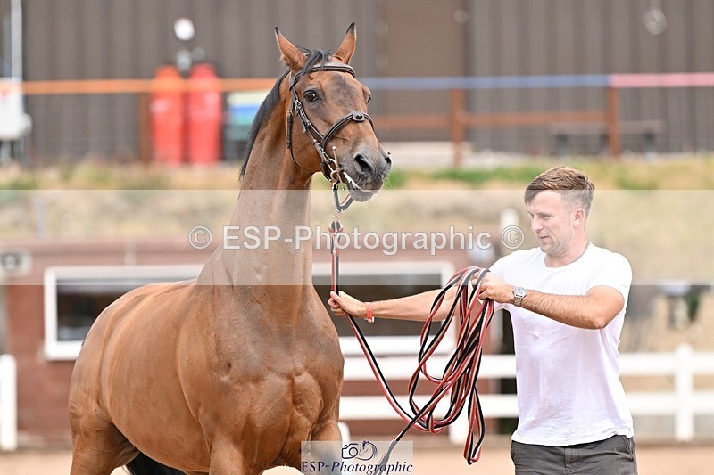 250716-154439-02179 - Trot Up 3.30 to 4.30