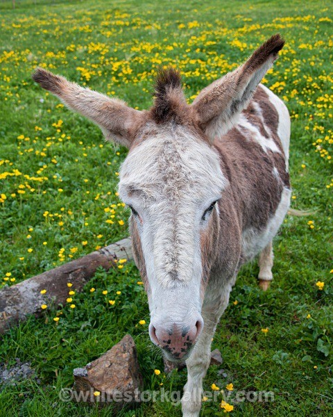 Hebridean Donkey - Scottish Highlands