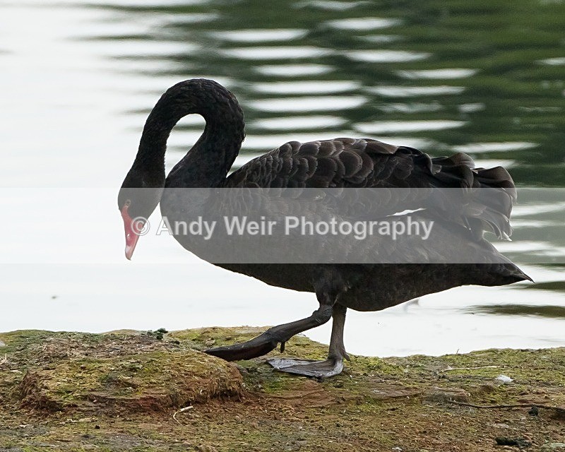 20110826-_MG_6591 - Black Swan