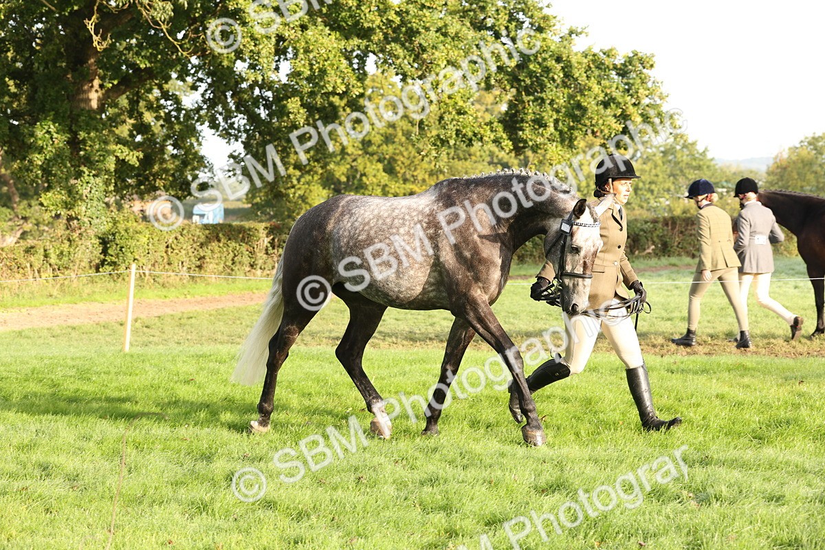 SBM_54959 - S52 - Riding Horse & Hack & thoroughbred In Hand