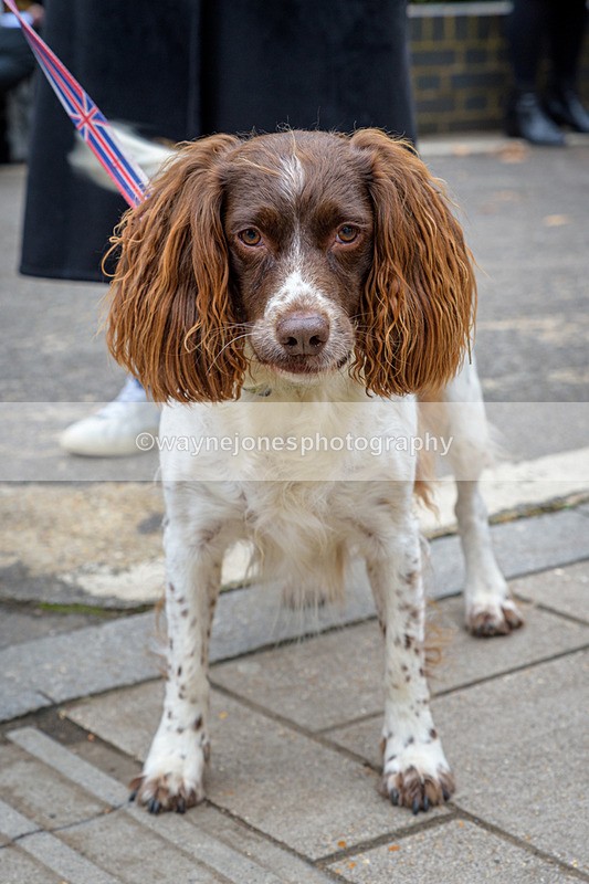 NGP_8121 - 2024 Animals in War Remembrance Gathering