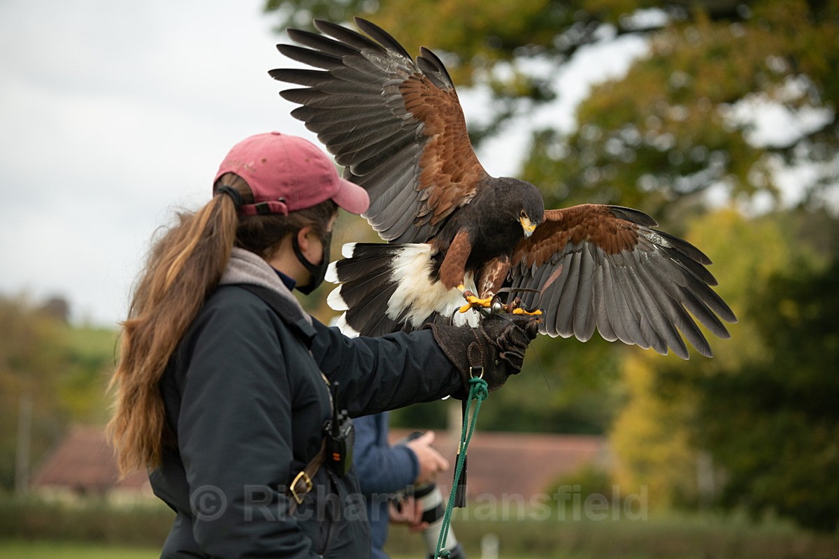  - West of England Falconry