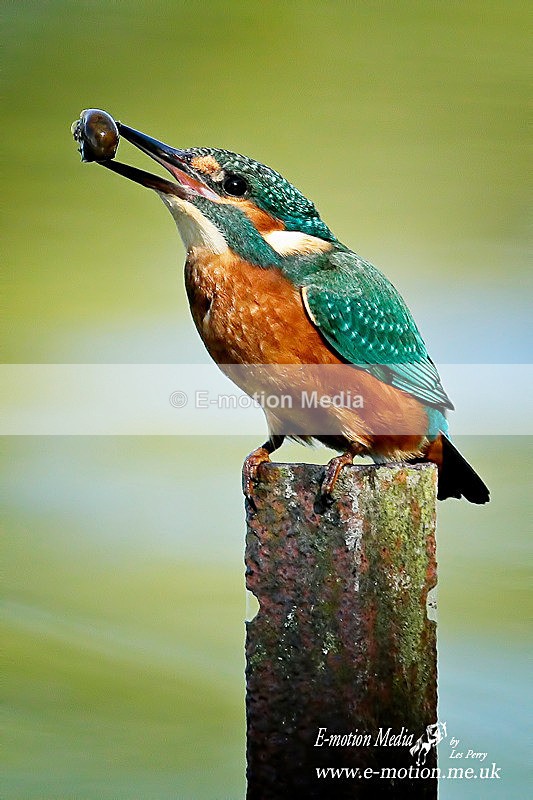 260816 3468aaa - Nature