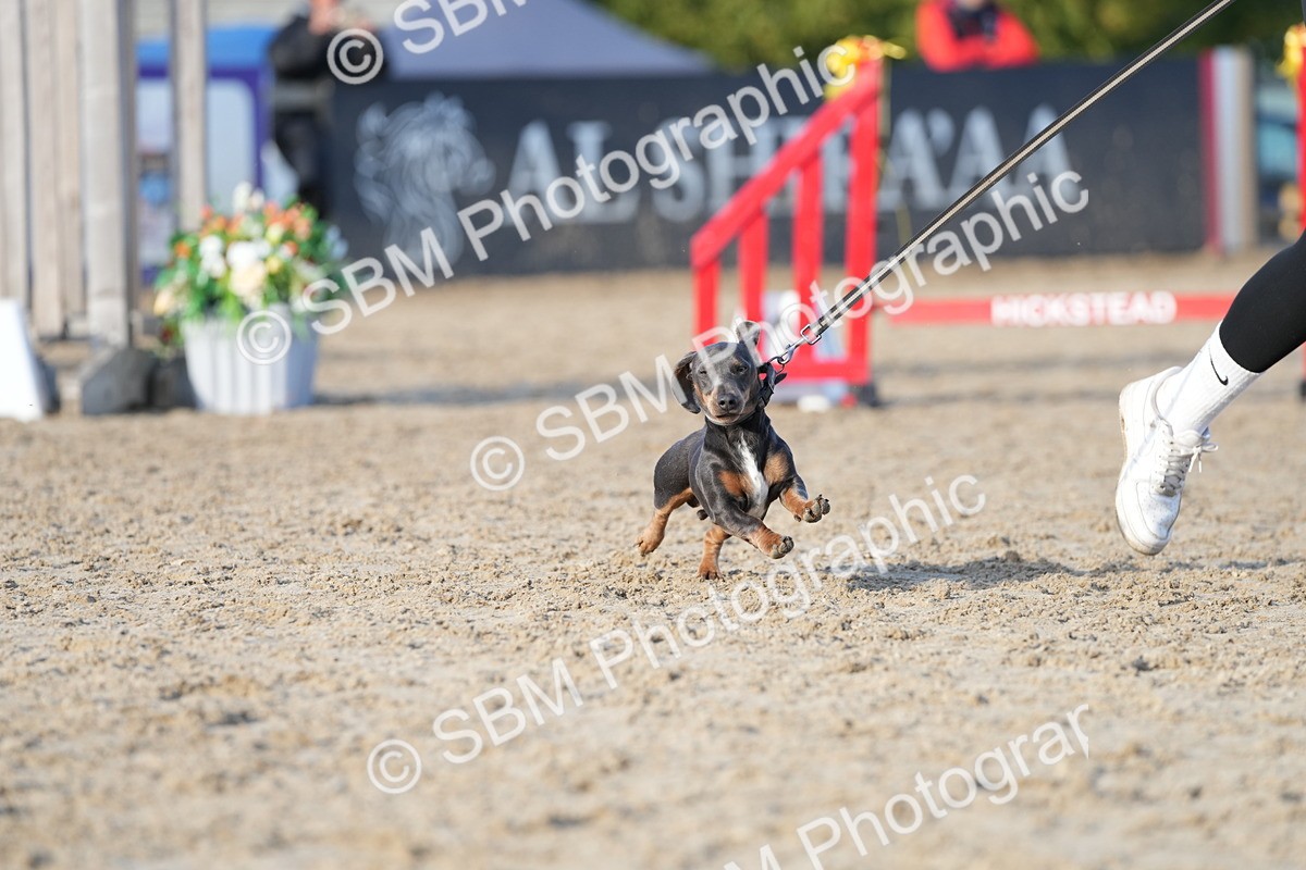SBM_29043 - J43 - Horse & Hound Open 50cm