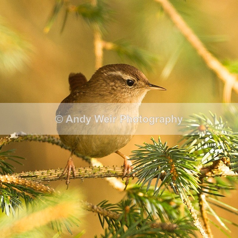 20121110-_MG_1310 - Wren & Goldcrest