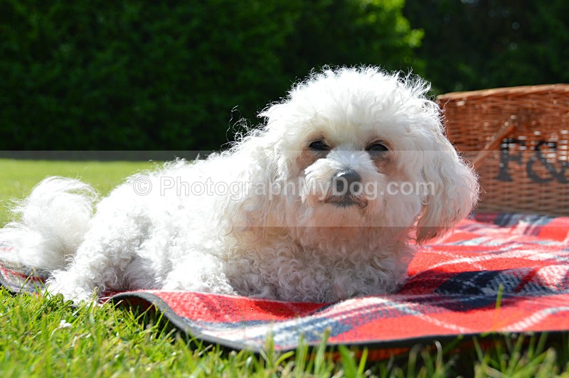  - Bichon Frises