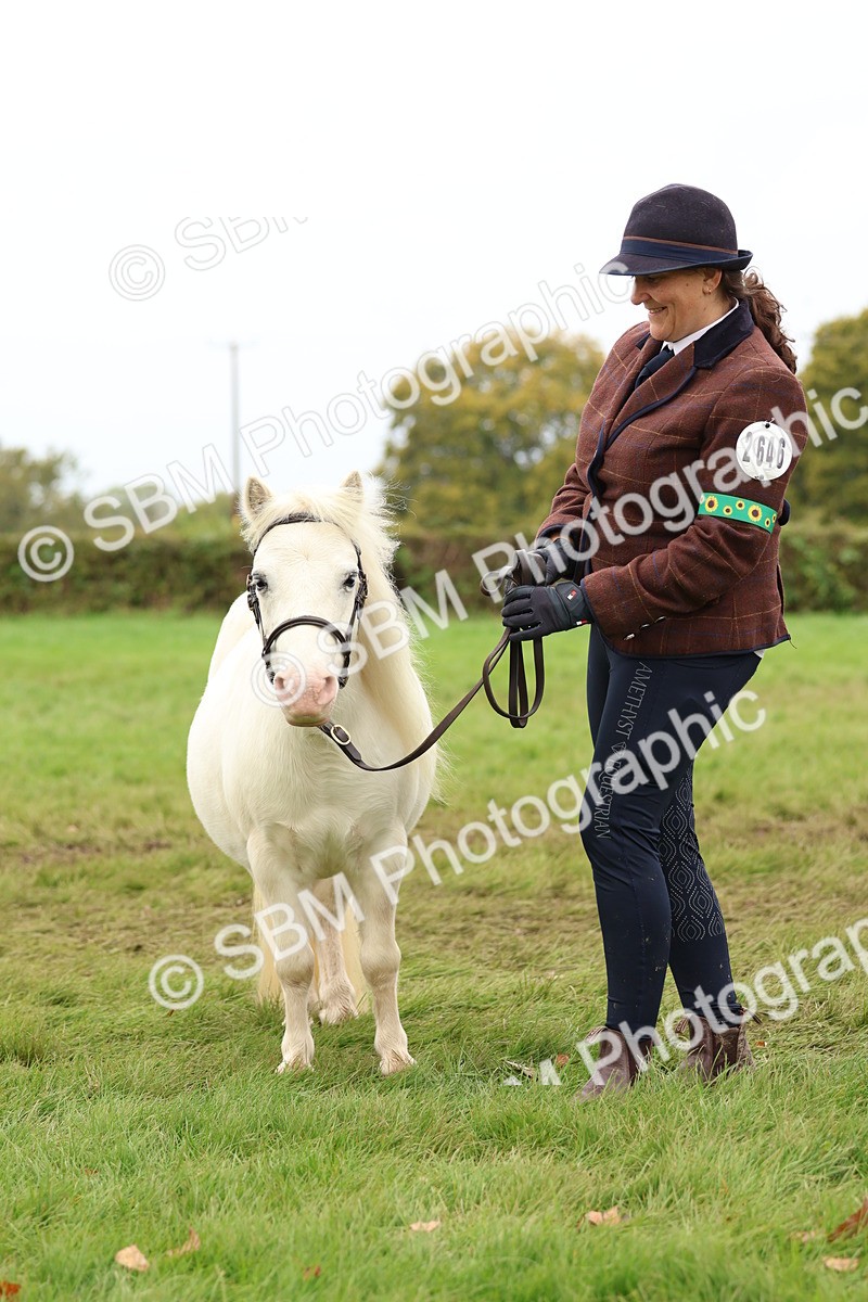 SBM_59915 - S36 - Rehabiliated Rescue Horse & Pony In Hand & Ridden