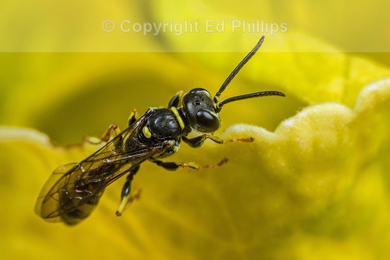 Mellinus arvensis (m)