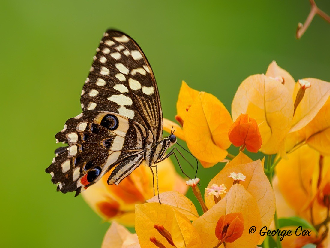 Citrus Swallowtail - Gambia 2025
