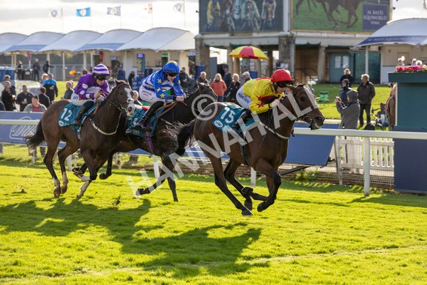 111024-Race 5-Vince LAmour-6963 - Race 5 3.45pm Copper Knight - Winning Most Horse At York Handicap