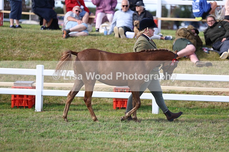 3E7A3797 - Supreme Championship