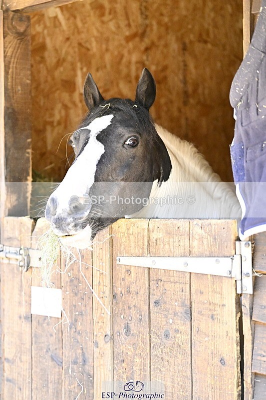 240728B-092315-00006 - Sunday Stable Shots and Fancy Dress