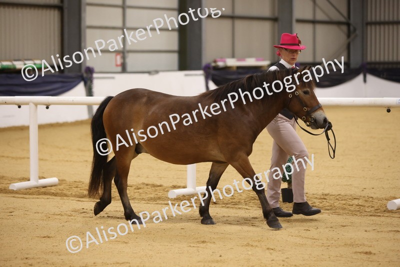20260913-1000 - Class 109 - Bred On Exmoor In Hand