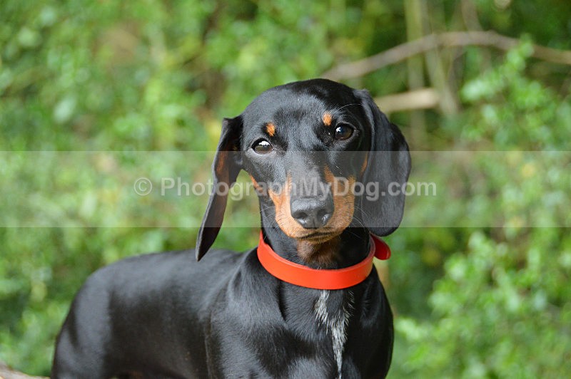  - Dachshunds