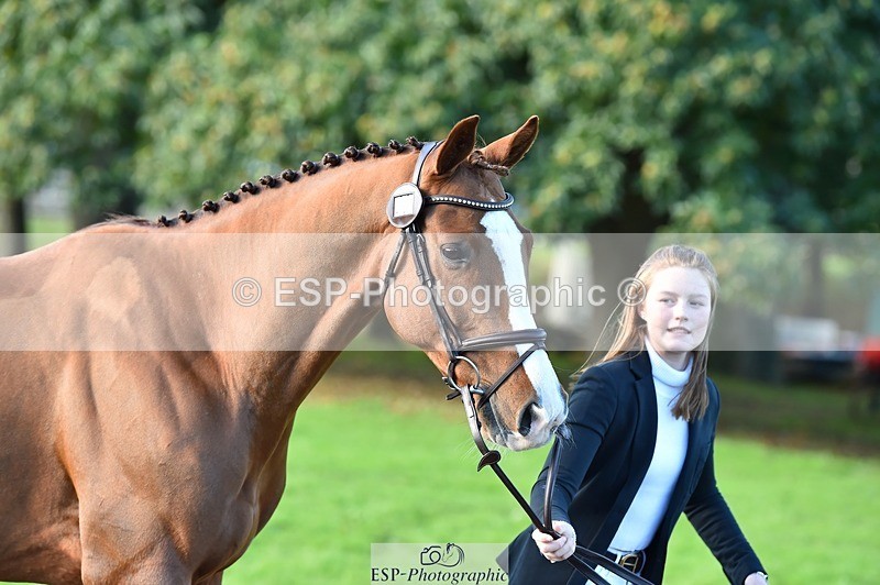 231022-111842-23882 - 556-SHANNONDALE.MOCHA-Lucy.Davies-TrotUp+SJ