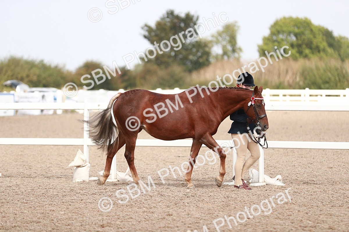 SBM_13816 - Class 209 IH Veteran Pony