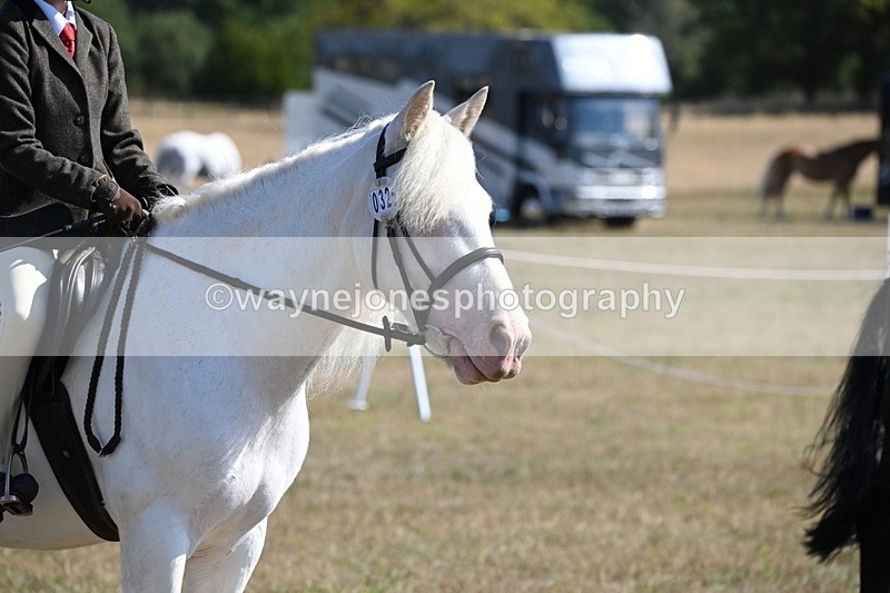WJ6_7637 - Class 34 Judges Choice