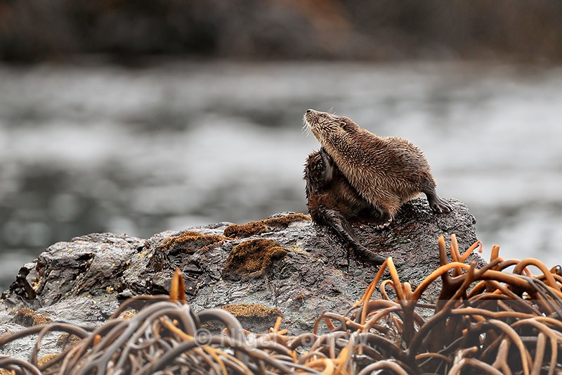 Marine Otter scratching, Chanaral Island, Chile - Otter