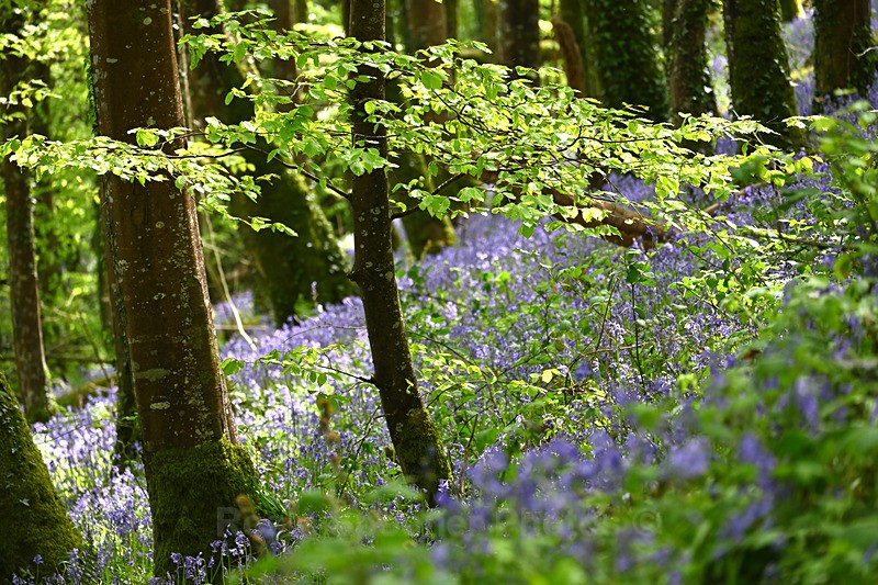 Bluebells near Looe in Cornwall - Bluebells