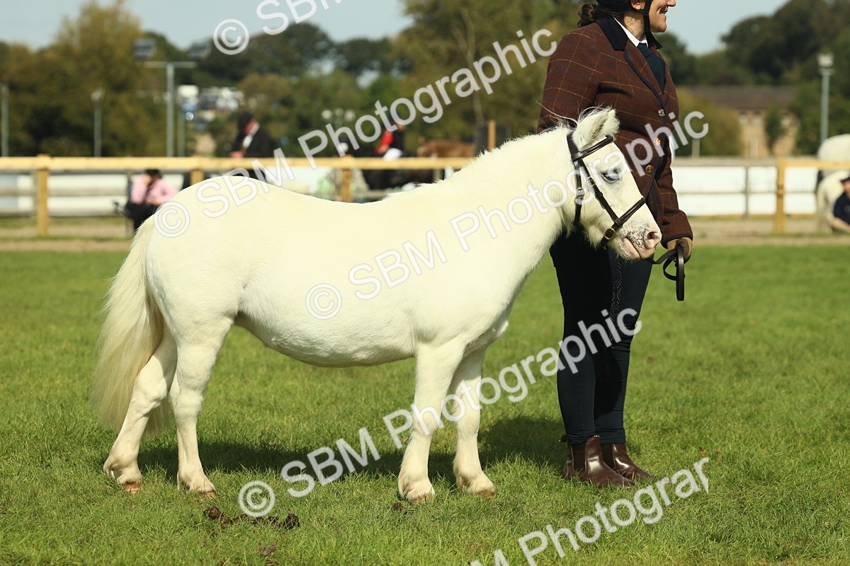 SBM_66673 - S34 - Rehabilitated Rescue Horse & Pony In Hand & Ridden