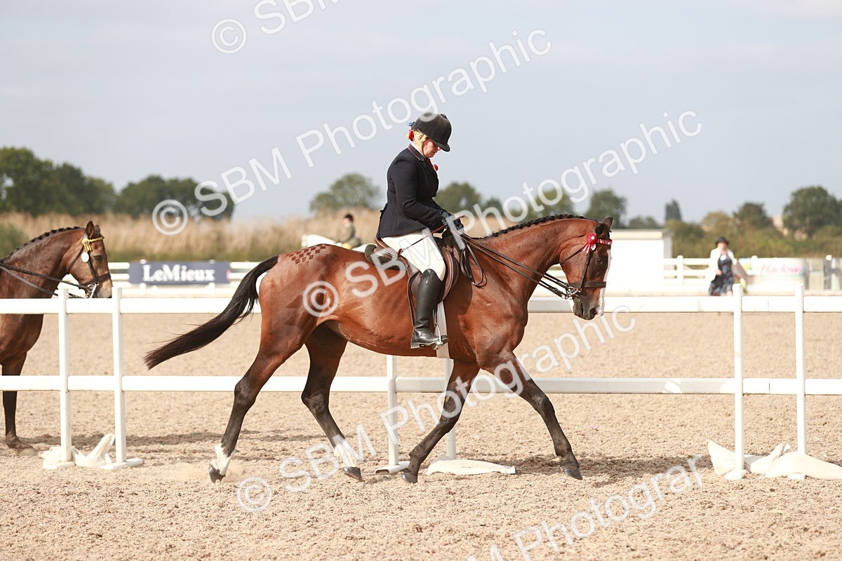 SBM_17472 - Class 215 Ridden Hack/ Riding Horse