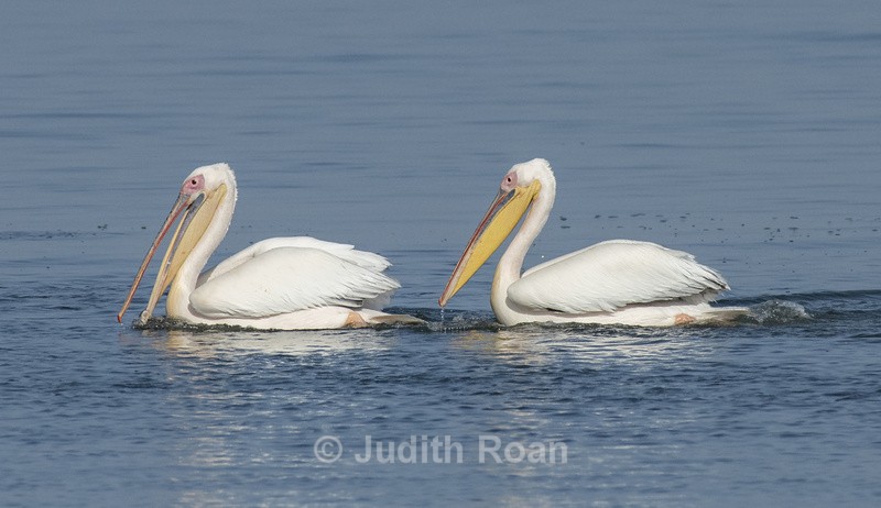 White Pelican pair - Namibia 2022