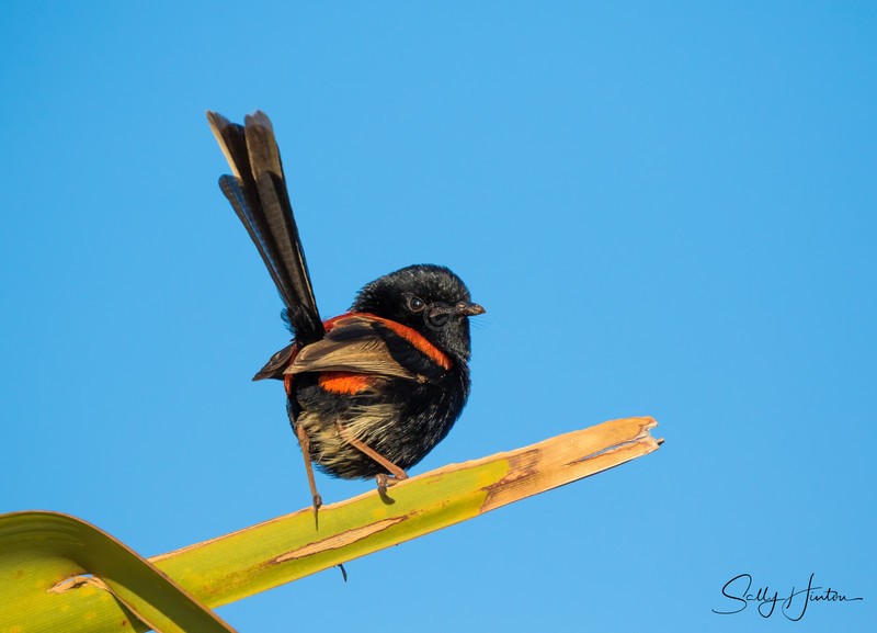 Red Wren Male 15