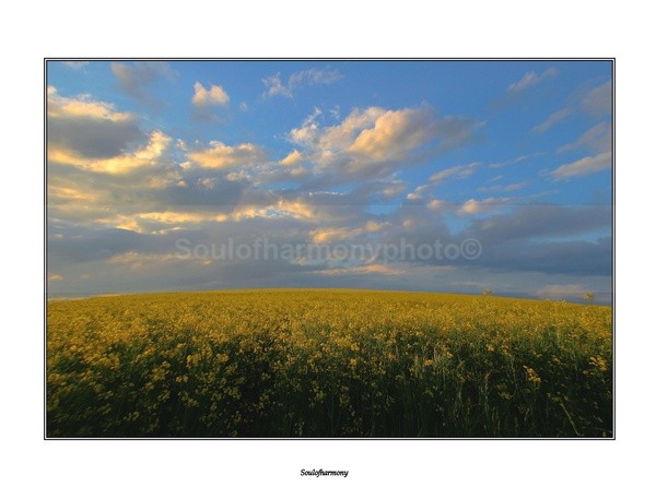 Summer  symphony . - Landscape