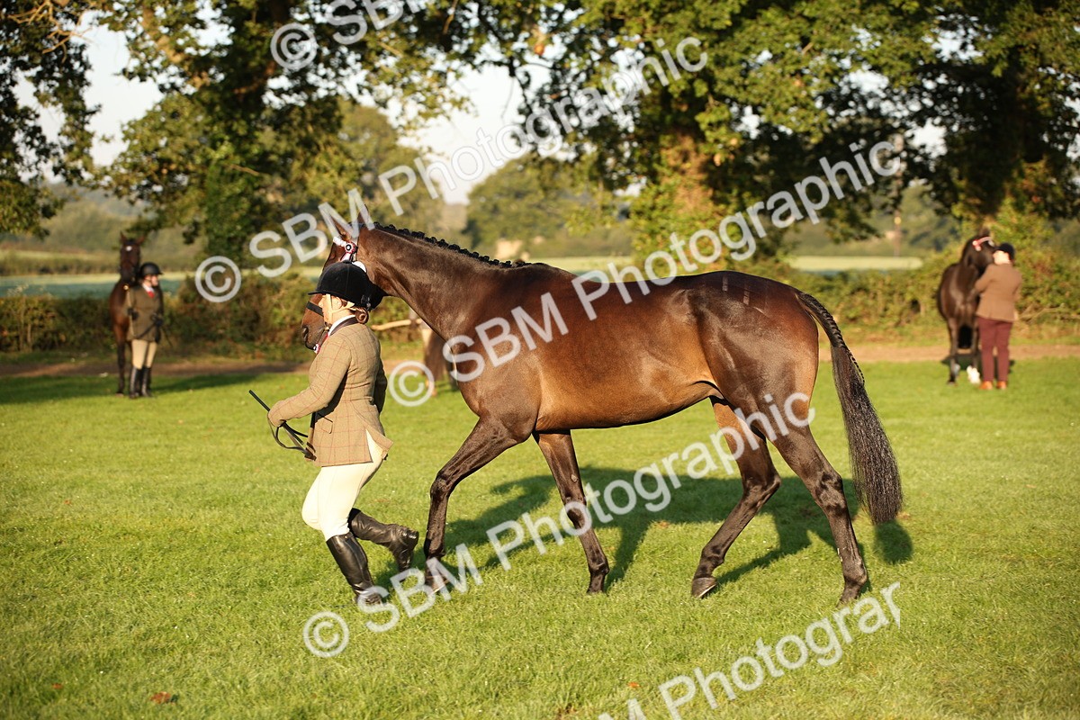 SBM_56891 - S49 - Riding Horse & Hack & Thoroughbred In Hand