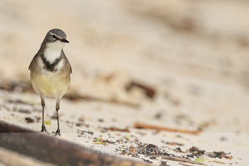 Cape Wagtail, front - Boulders Beach, South Africa - Cape Wagtail