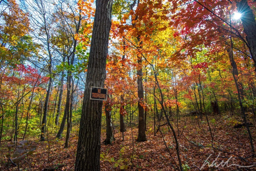 DSC_3204 - Autumn