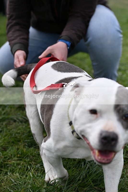 WJ5_0004 - Class 5 Best Veteran / 7 years & over