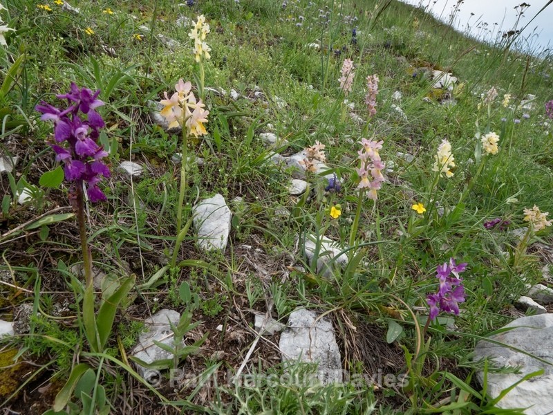 Hybrid Orchis - Orchis x colemanii ( Orchis mascula x O. pauciflora) - Wild Orchids - 1