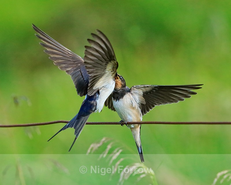 Adult Swallow feeding juvenile, Scotland - Swallow