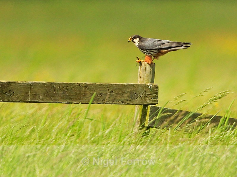 Hobby on post with dragonfly, Otmoor RSPB - Hobby
