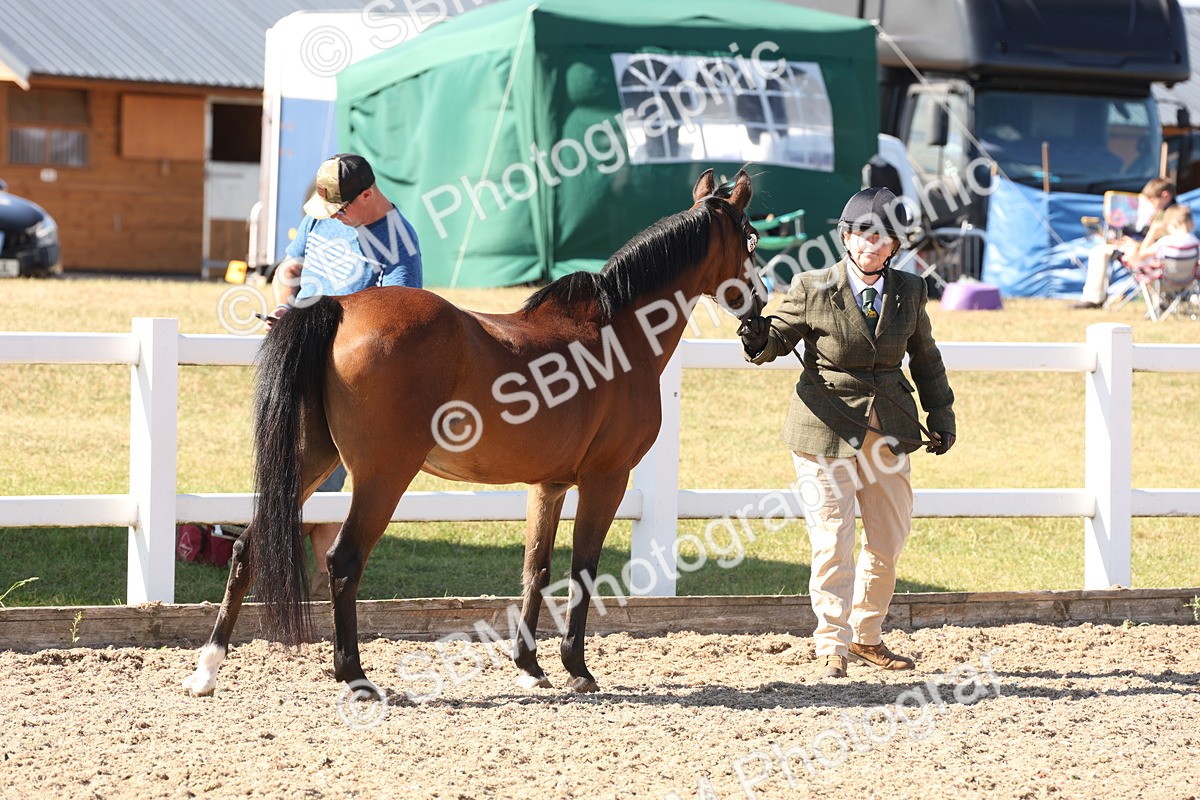 SBM_13890 - Class 205 - IH Show Pony - Show Hunter Pony