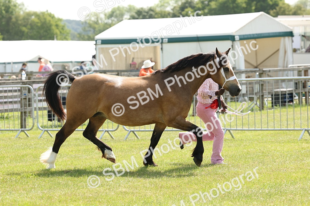 SBM_02409 - Class 6-13 - Mountatin and Moorland In Hand Welsh Breeds